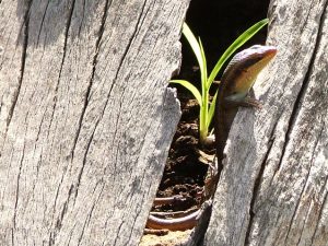 11-09-16-lizard-hiding-1524549-638x478